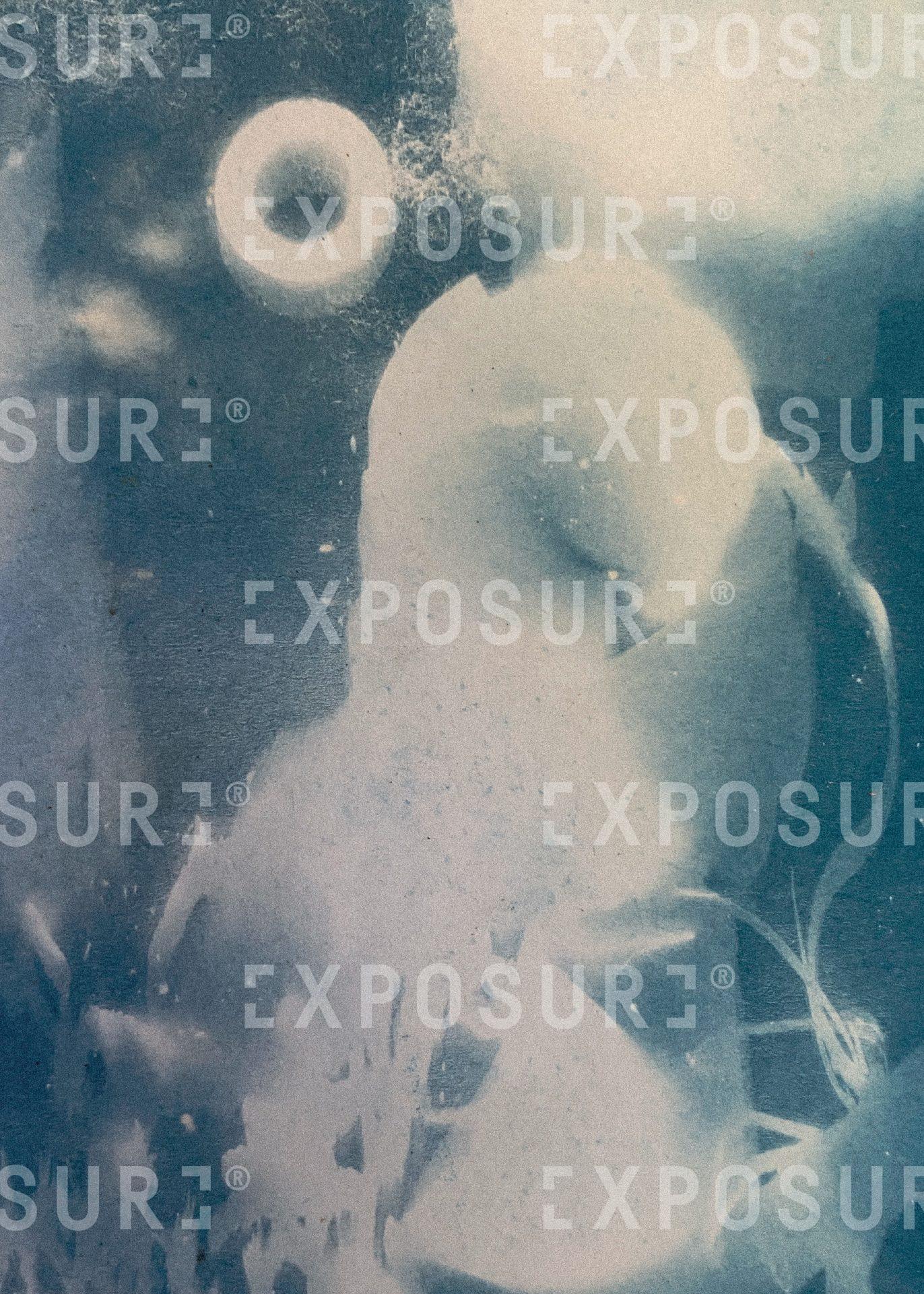 Cyanotype