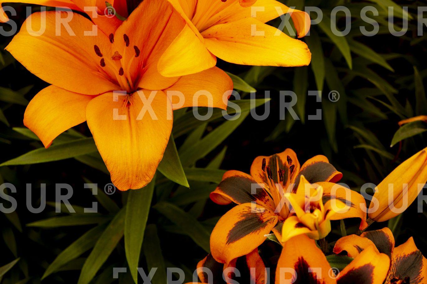 Orange Lily