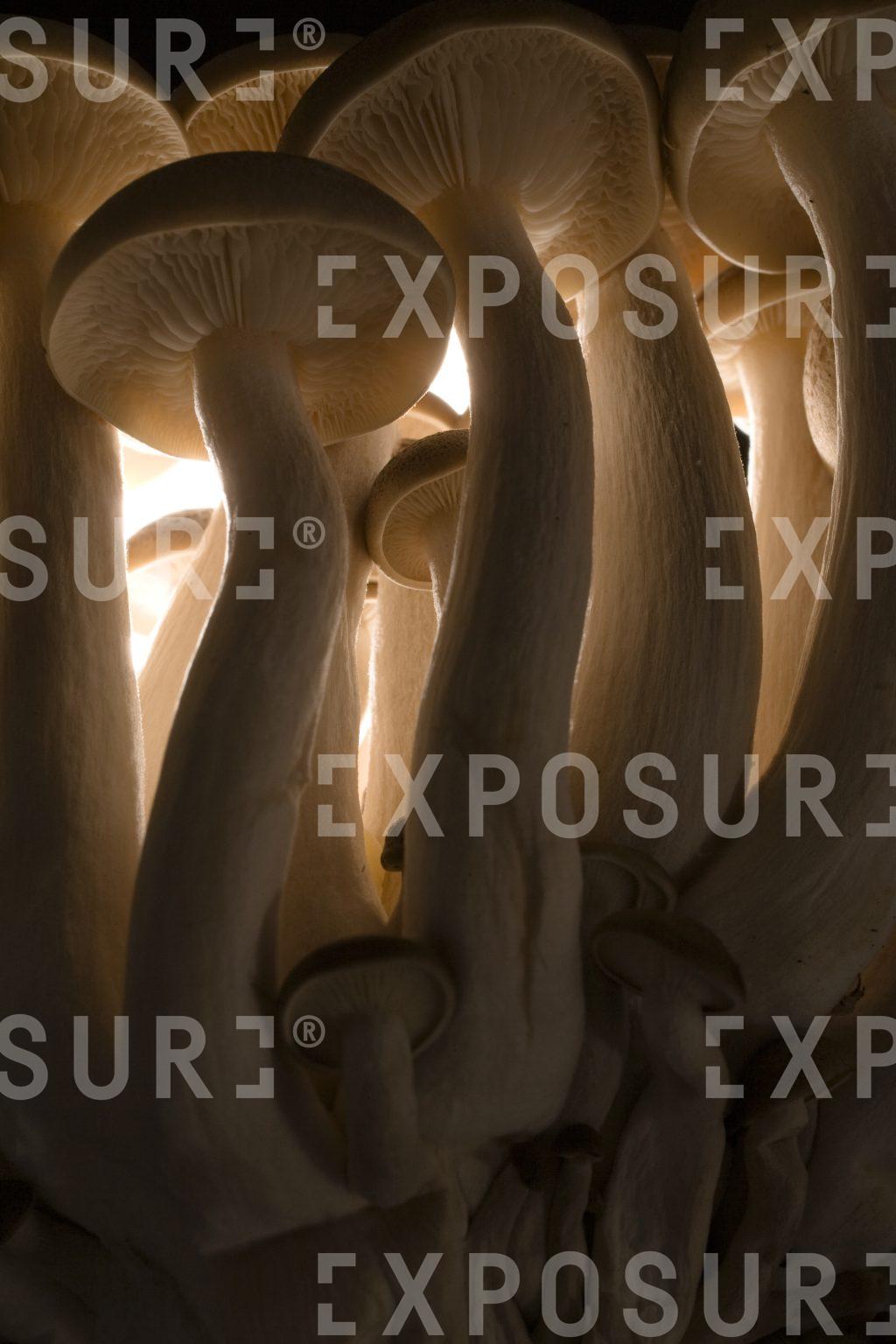 Mushrooms