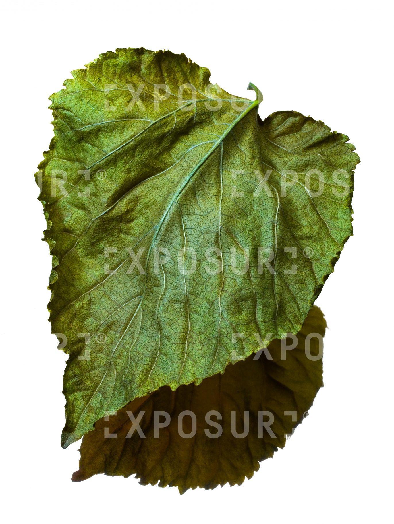 Leaf