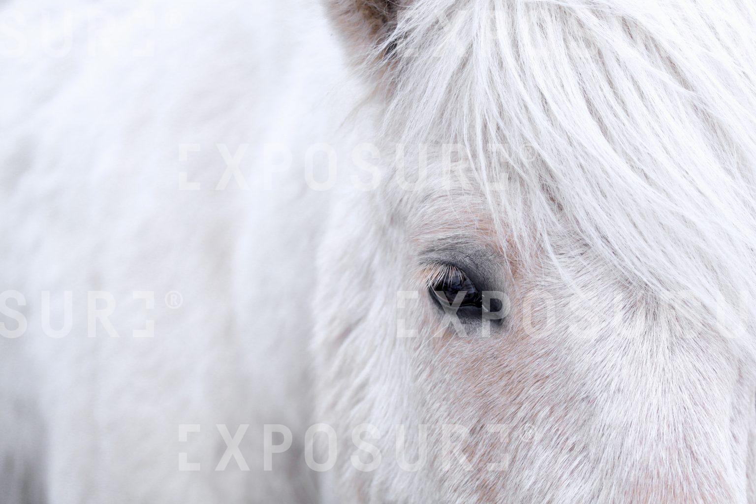 White horse