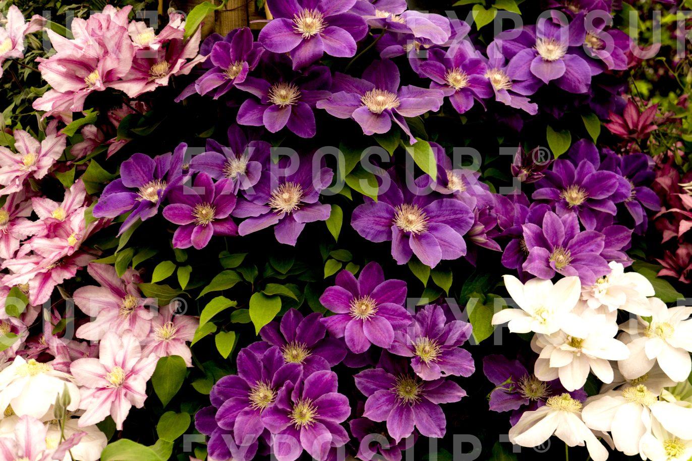 Clematis