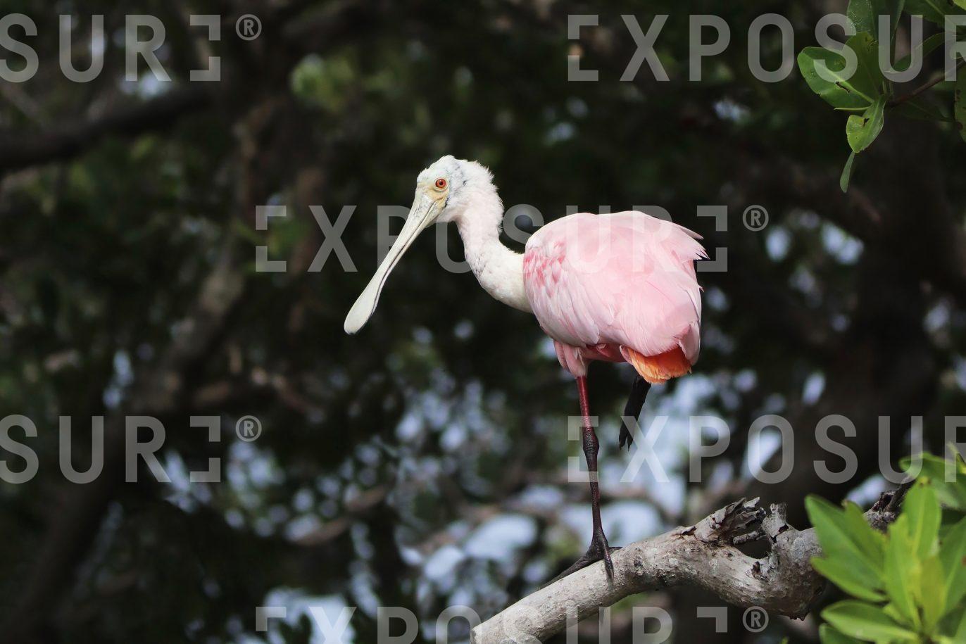 Roseate Spoonbill Yucatán Mexico