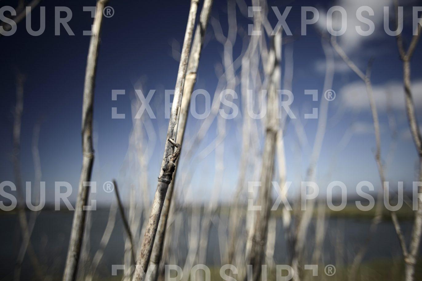 California, dried reeds and lagoon