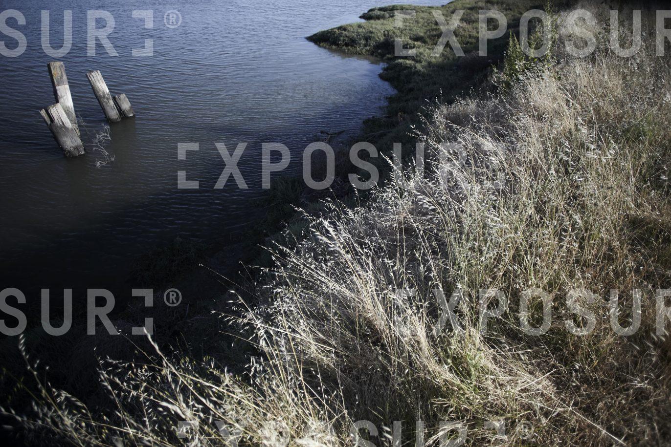 California, grassy bank by lagoon
