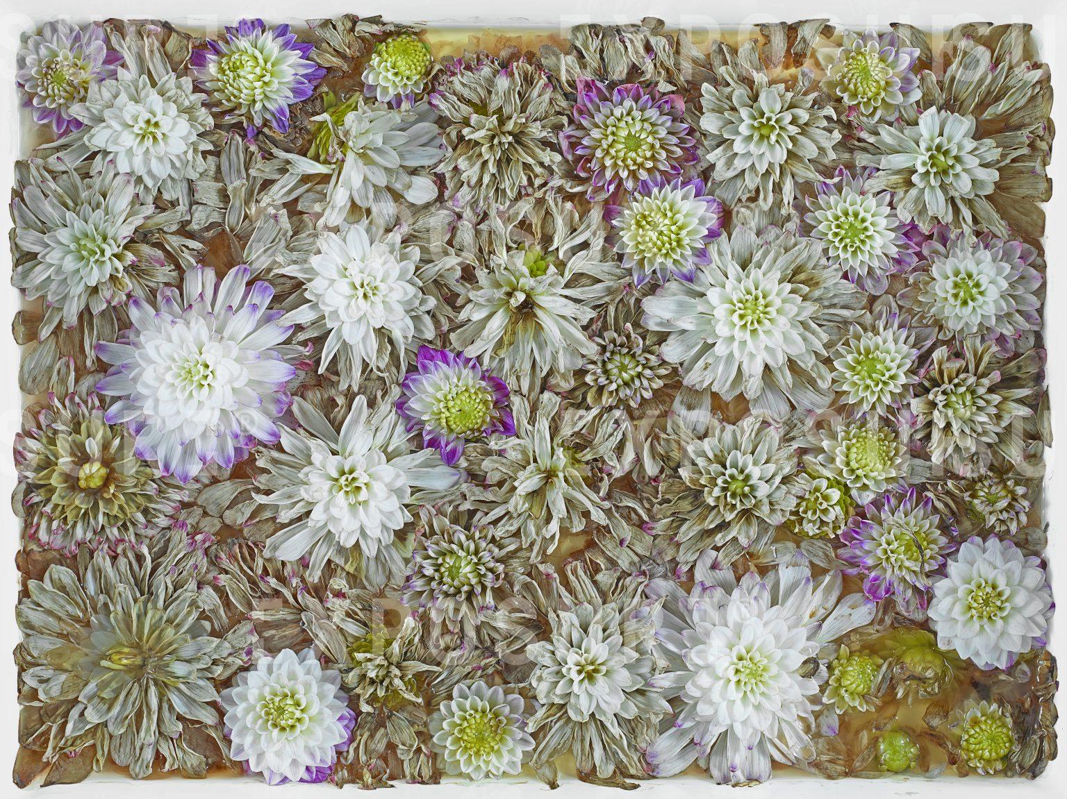 Chrysanthemums