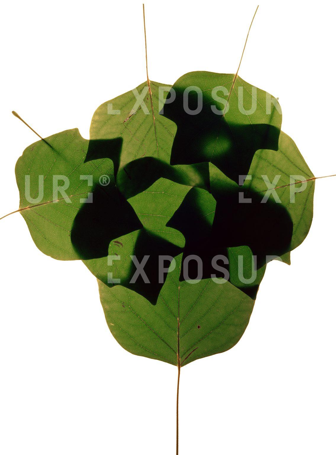 Leaf abstract