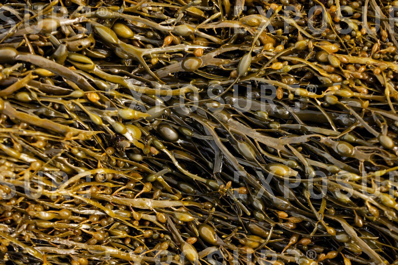 Seaweed on beach in Scotland