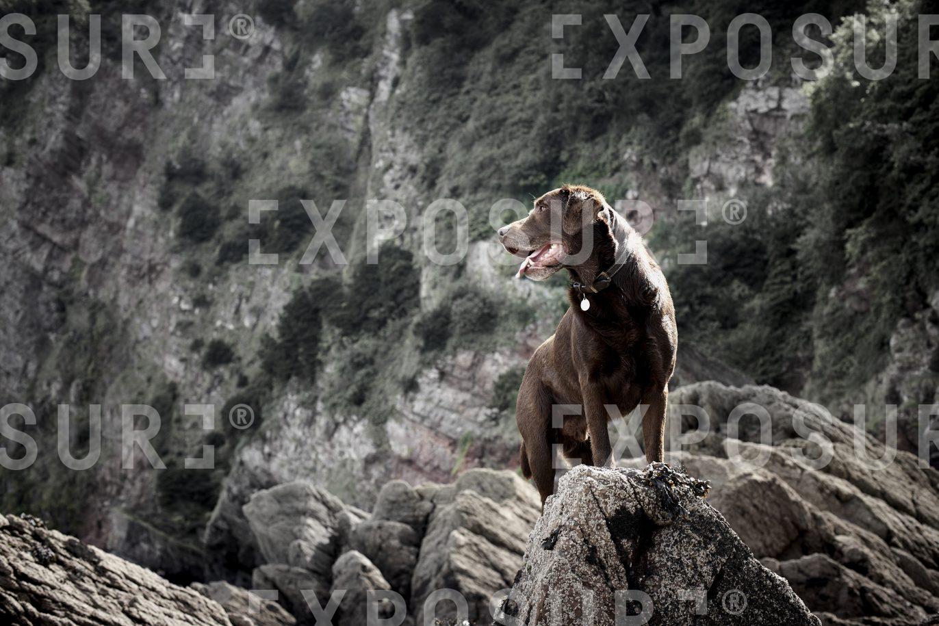 Devon, Labrador stands on rocks