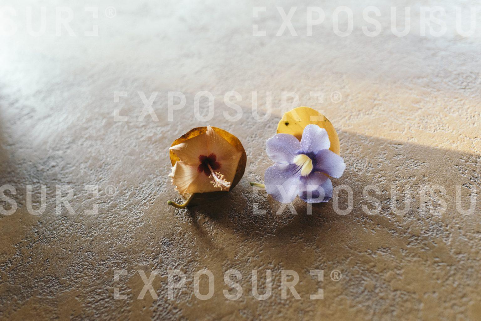 Two flowers