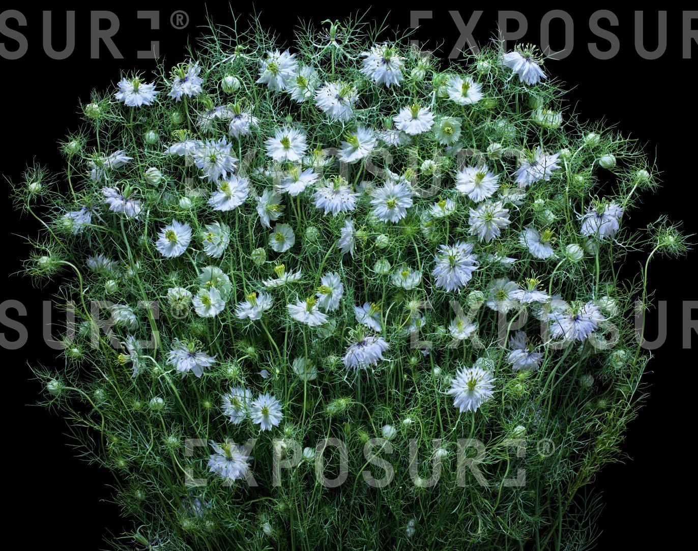 A bunch of tiny white flowers