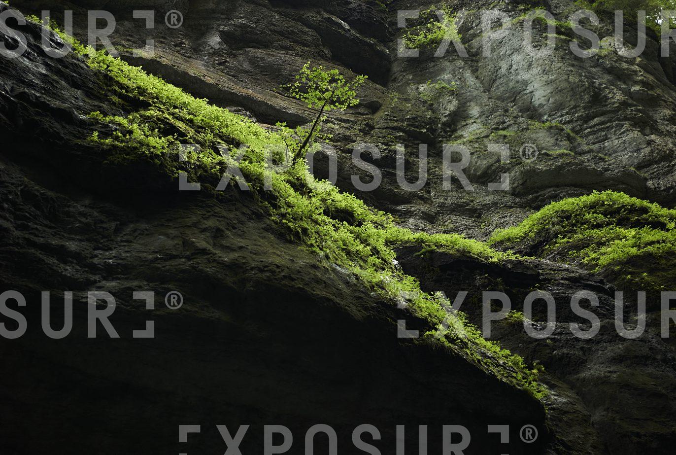 Tree clinging to canyon wall