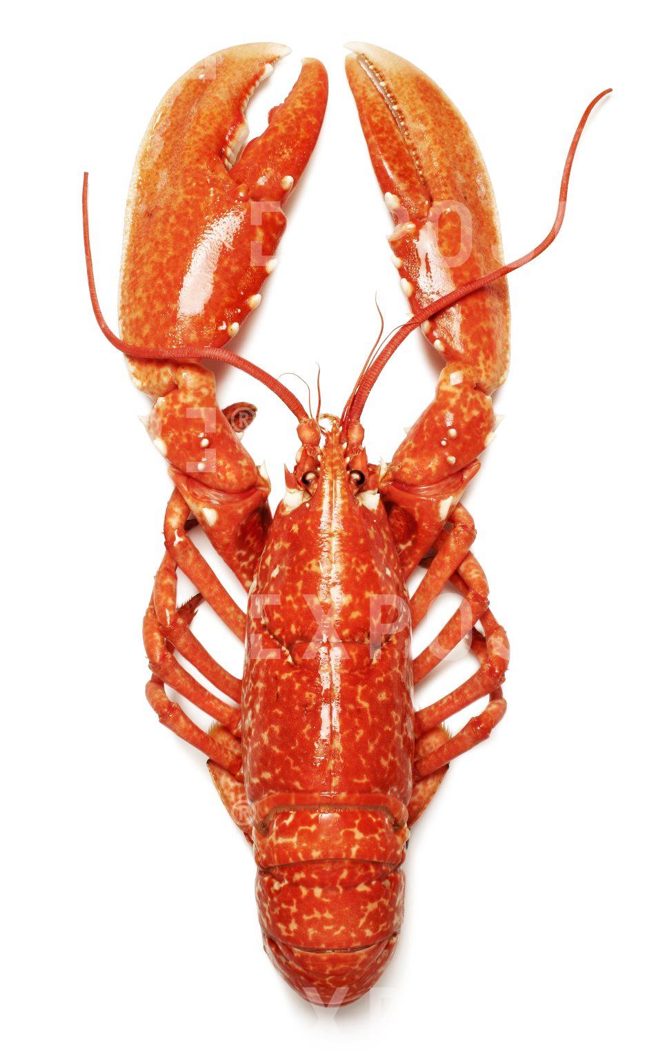 Lobster
