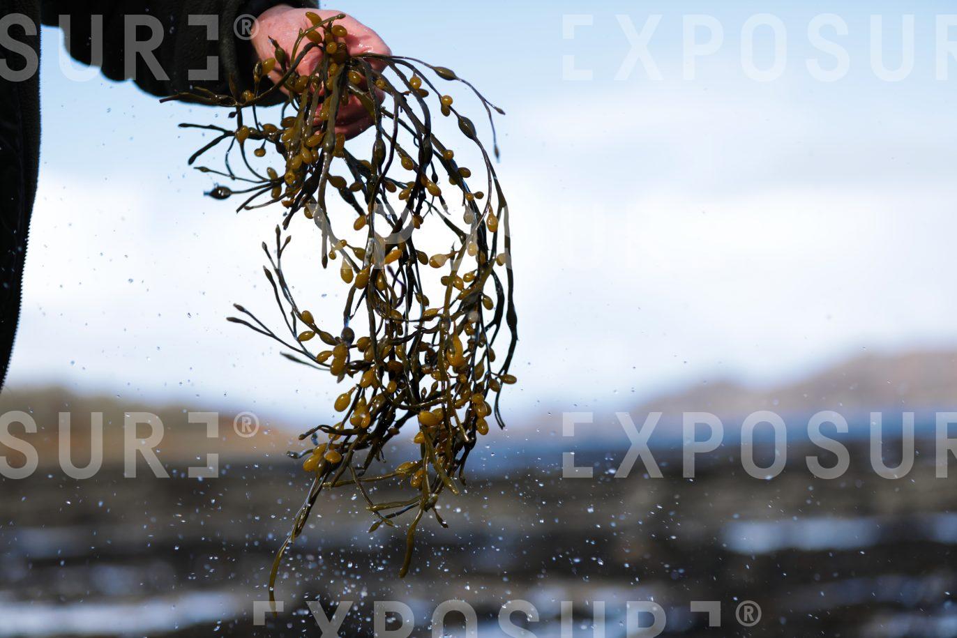 Washing seaweed on beach