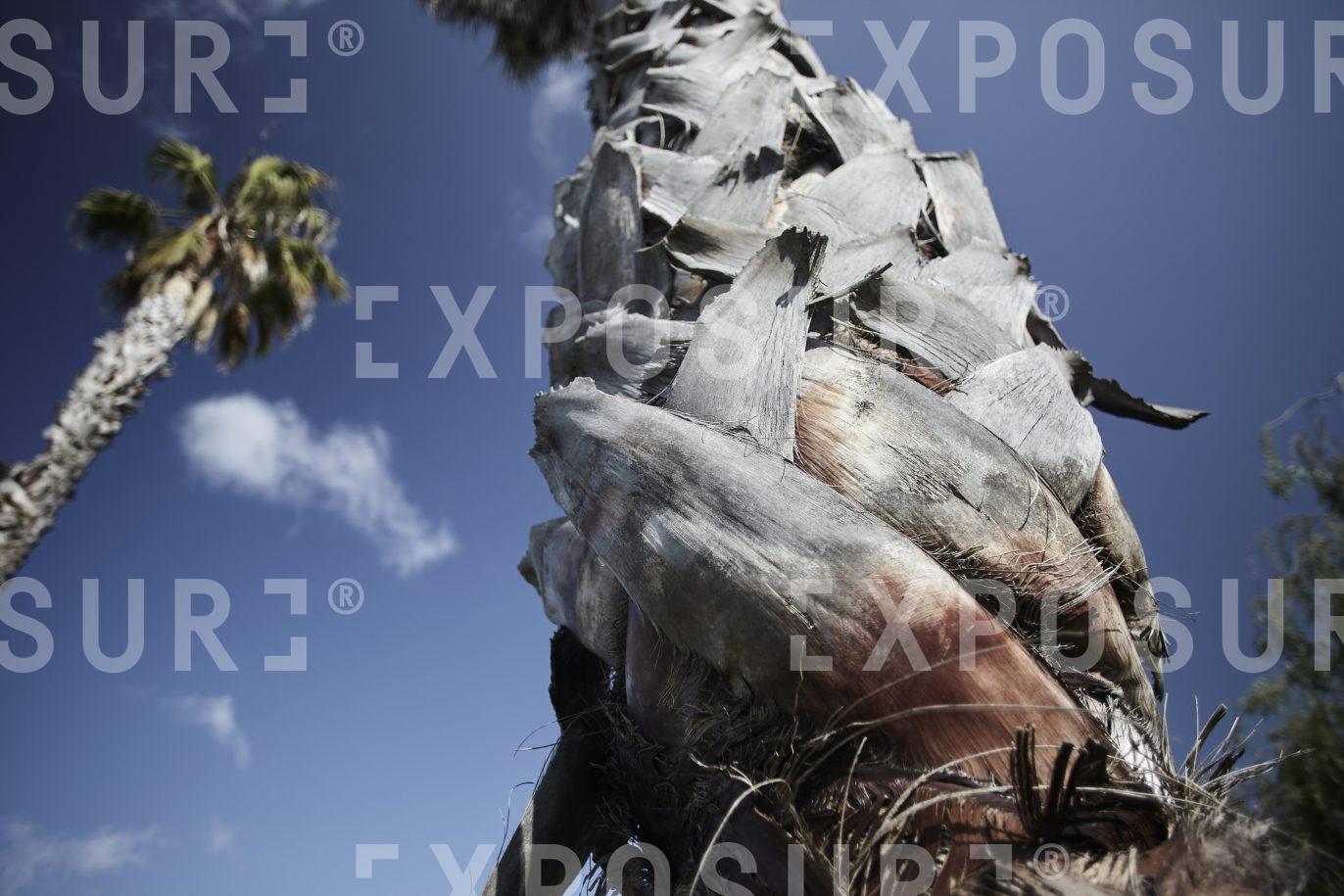California, palm trees in blue sky