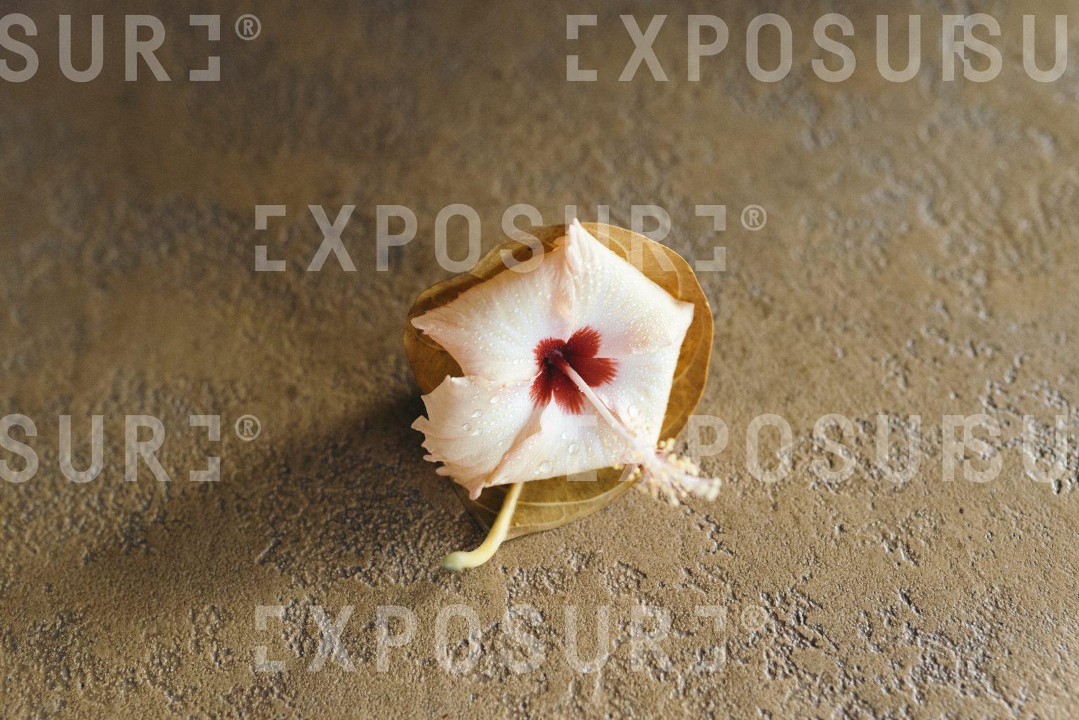 Single flower