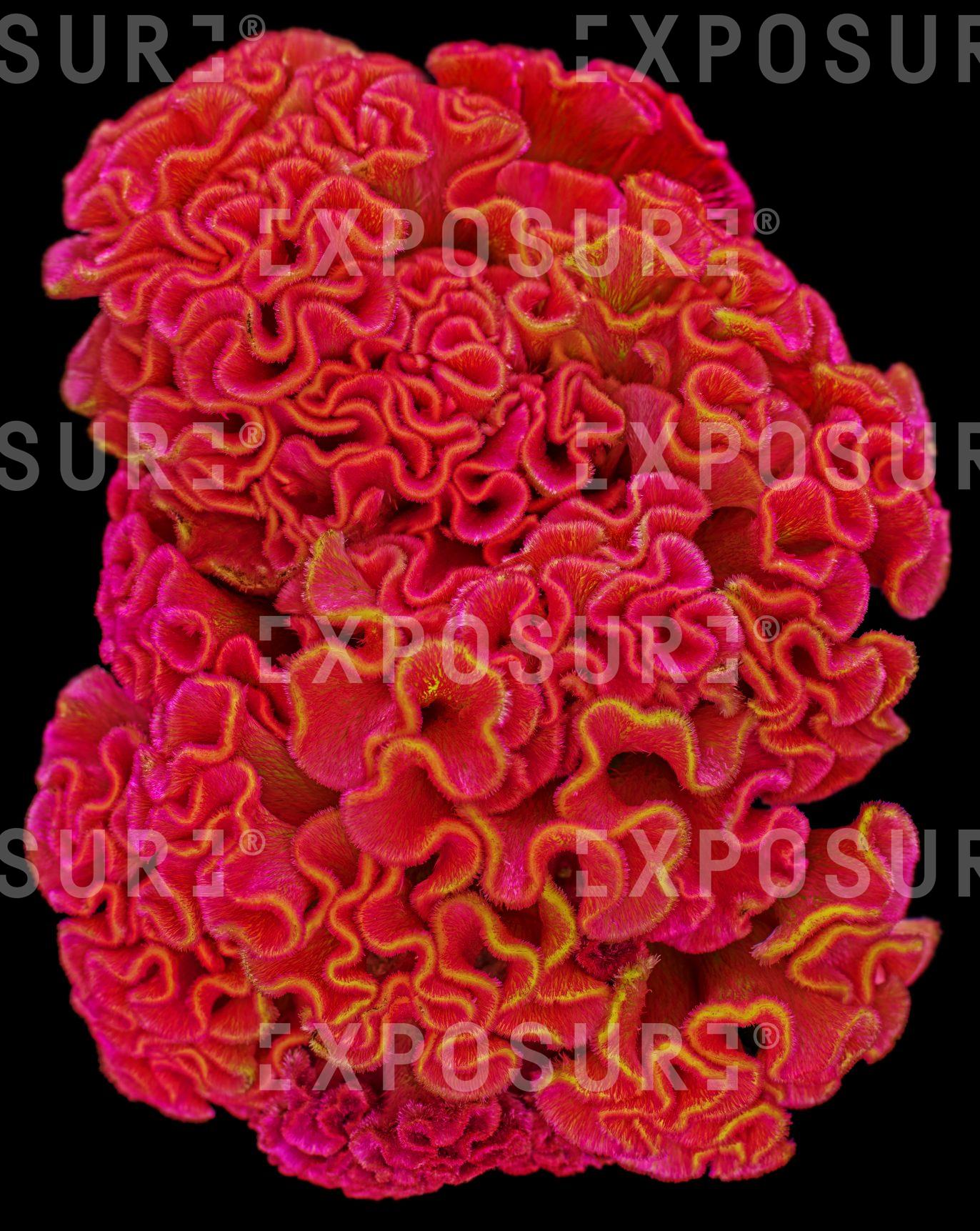 Red cockscomb flower