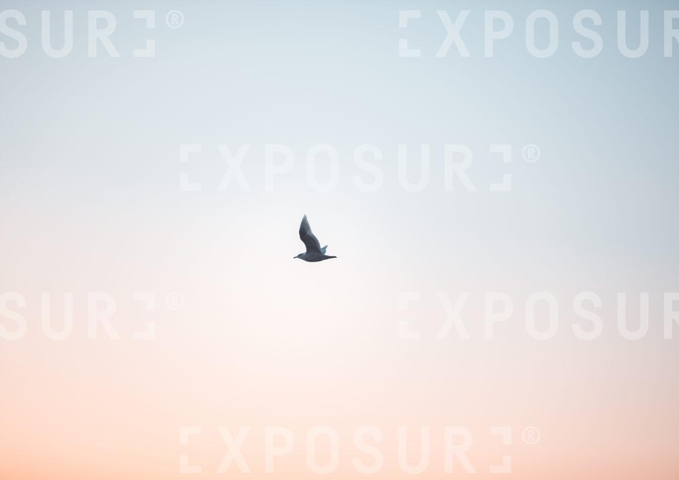 Free as a bird