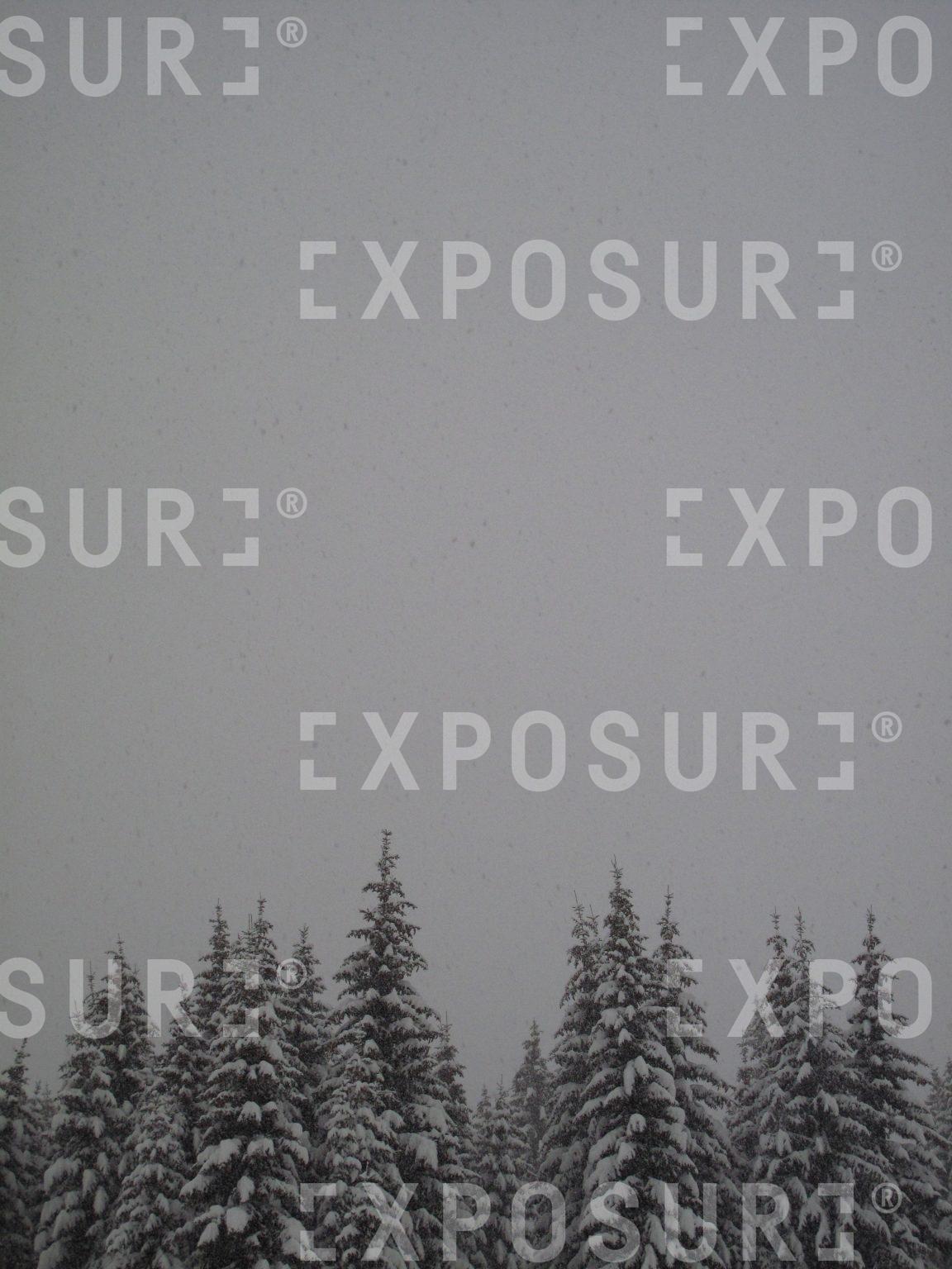 Snowy trees