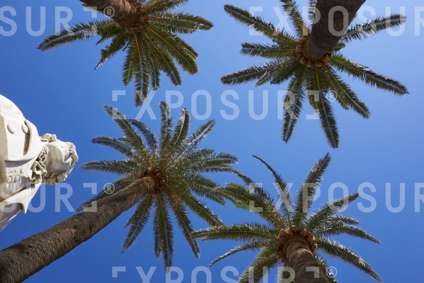 A statue amongst palms