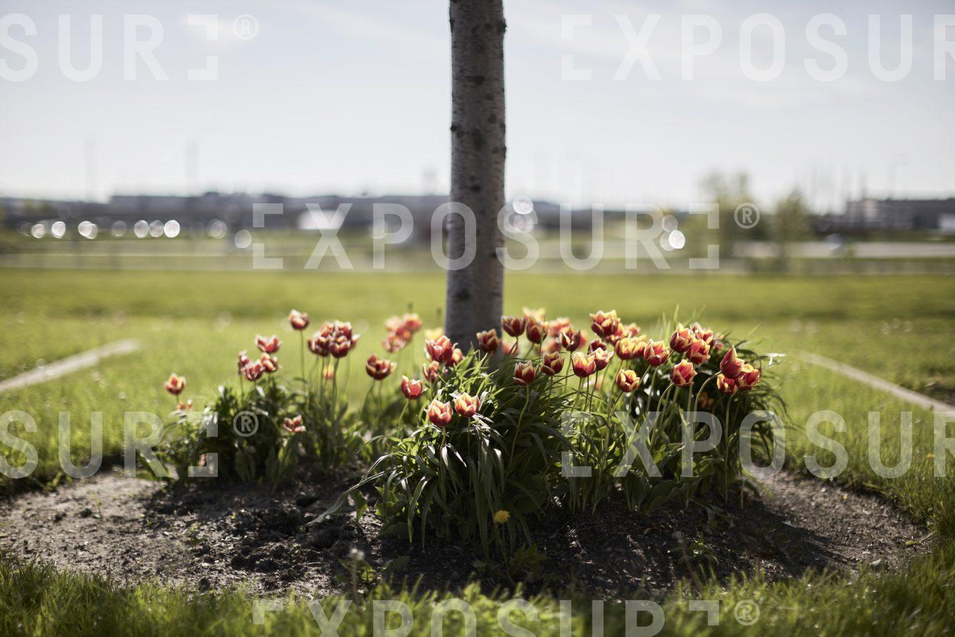 Illinois, roadside tulip display