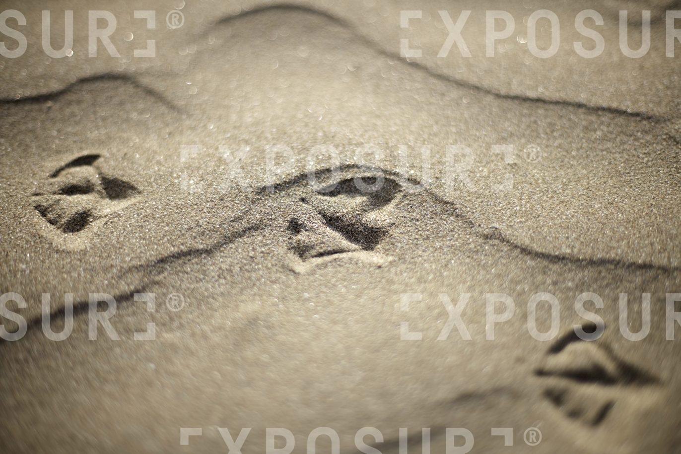 Devon, seagull footprint in sand