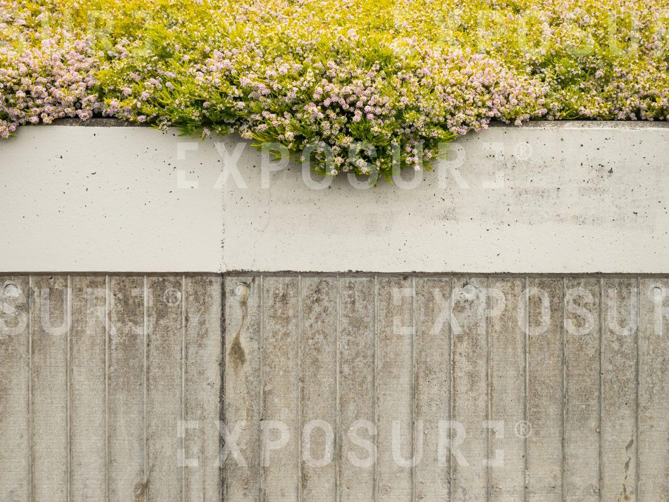 Wall Flowers