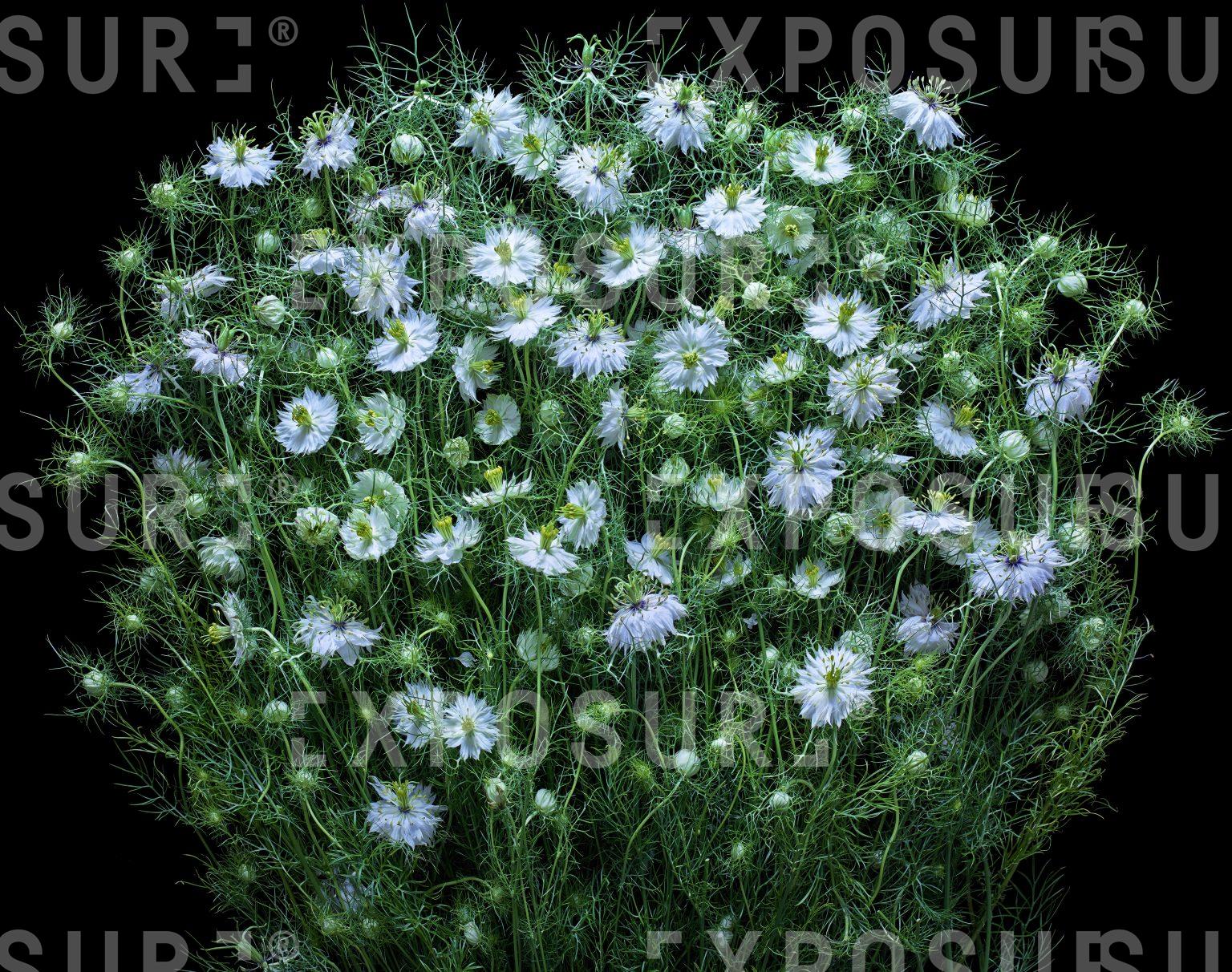 A bunch of tiny white flowers