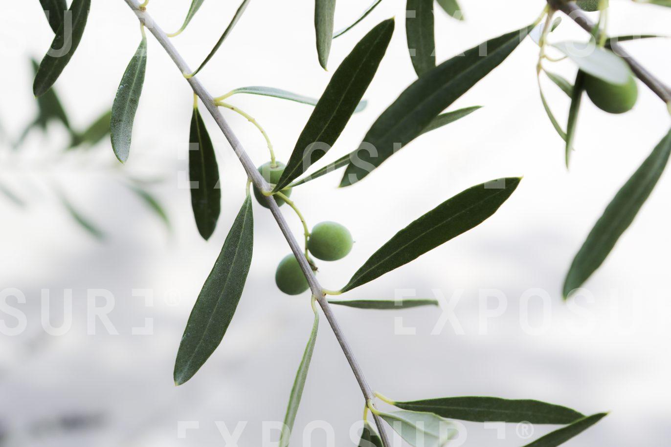 Olives