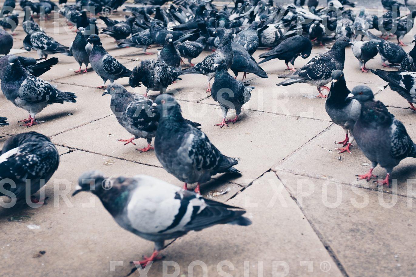 Pigeons