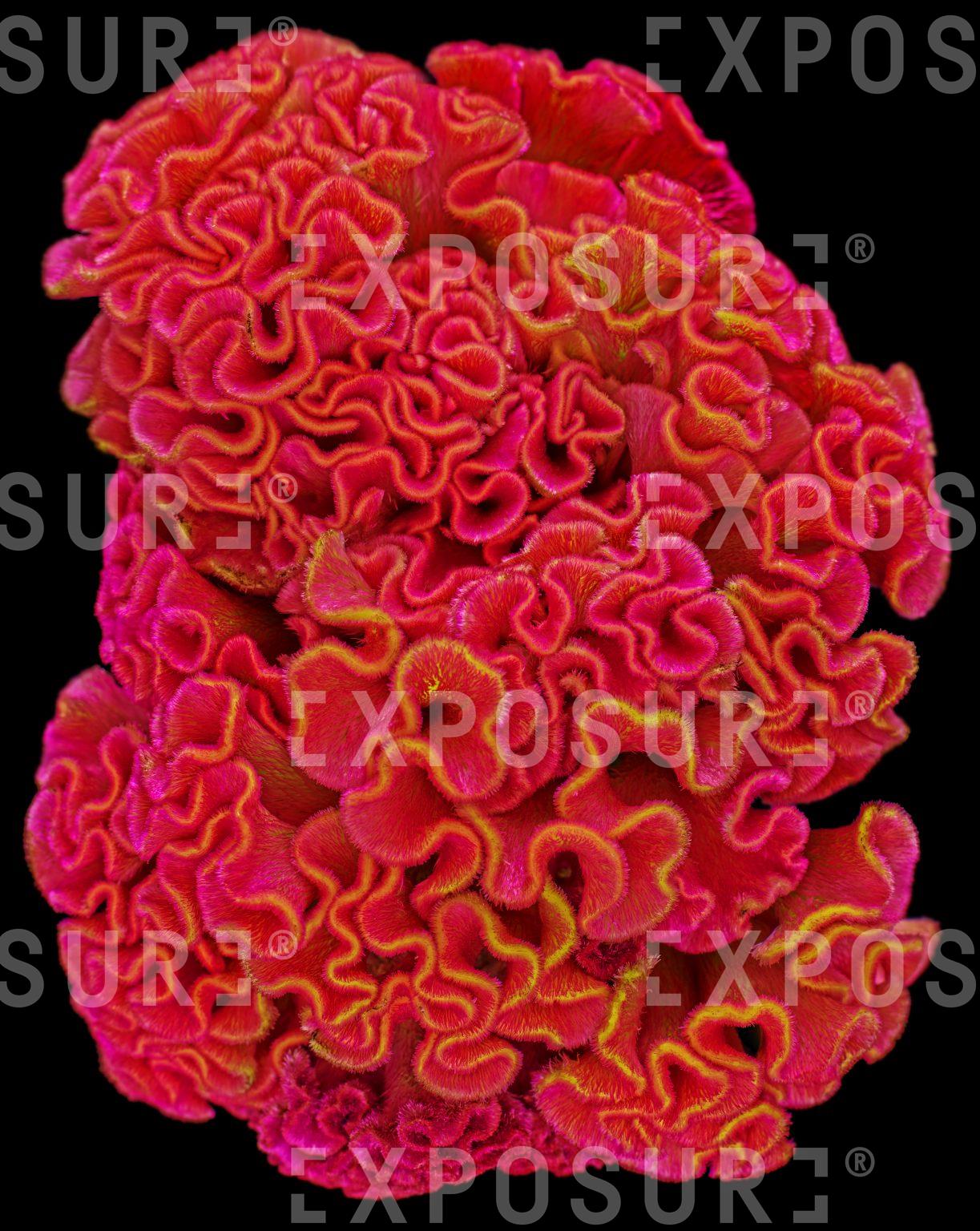 Red cockscomb flower