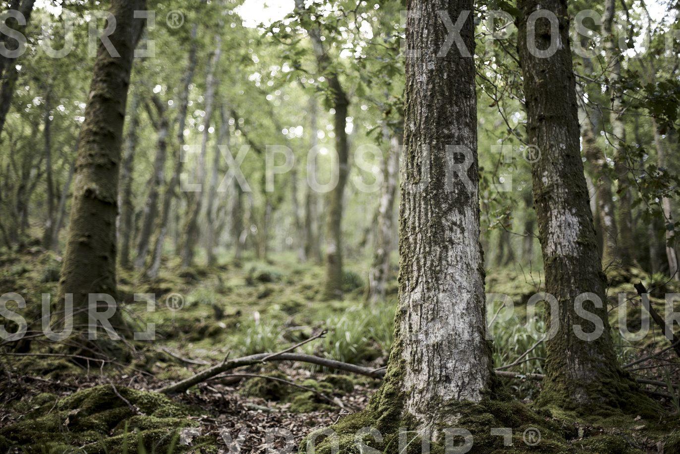 Trees in ancient Devon woodland