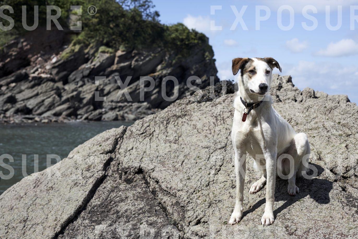 A dog sitting on a rock