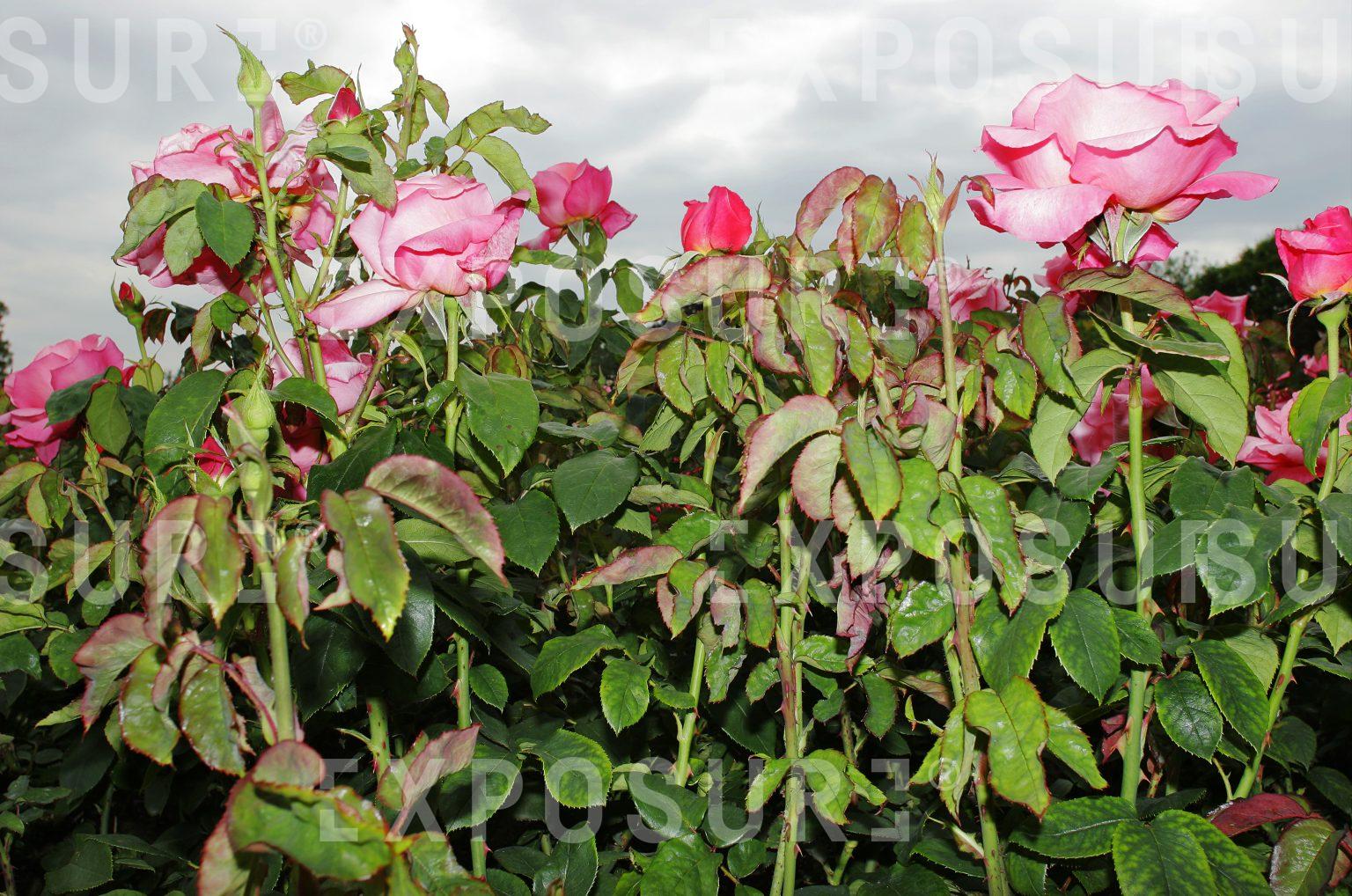 Pink roses