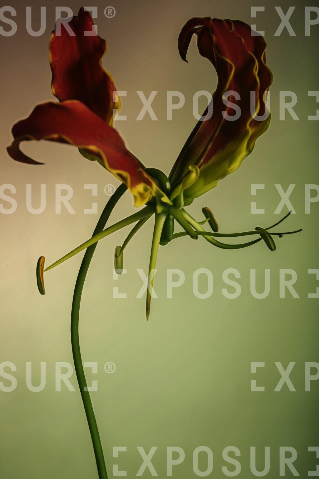 Monster flowers 1